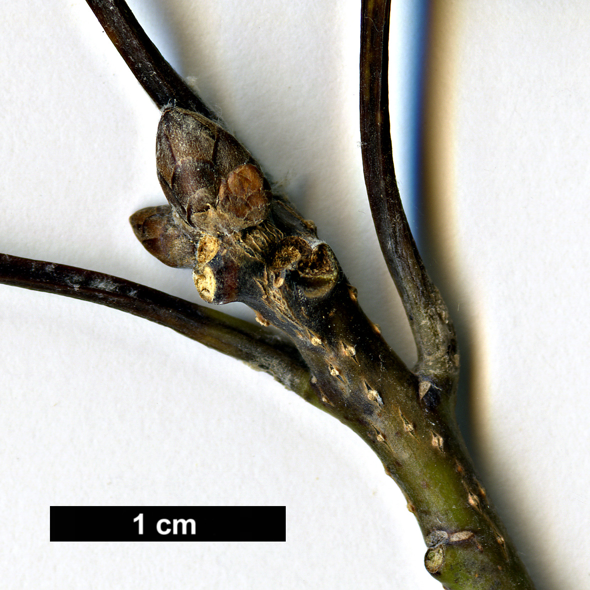 High resolution image: Family: Fagaceae - Genus: Quercus - Taxon: aliena - SpeciesSub: var. acuteserrata